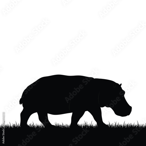 Silhouette of a hippopotamus walking in grass against white