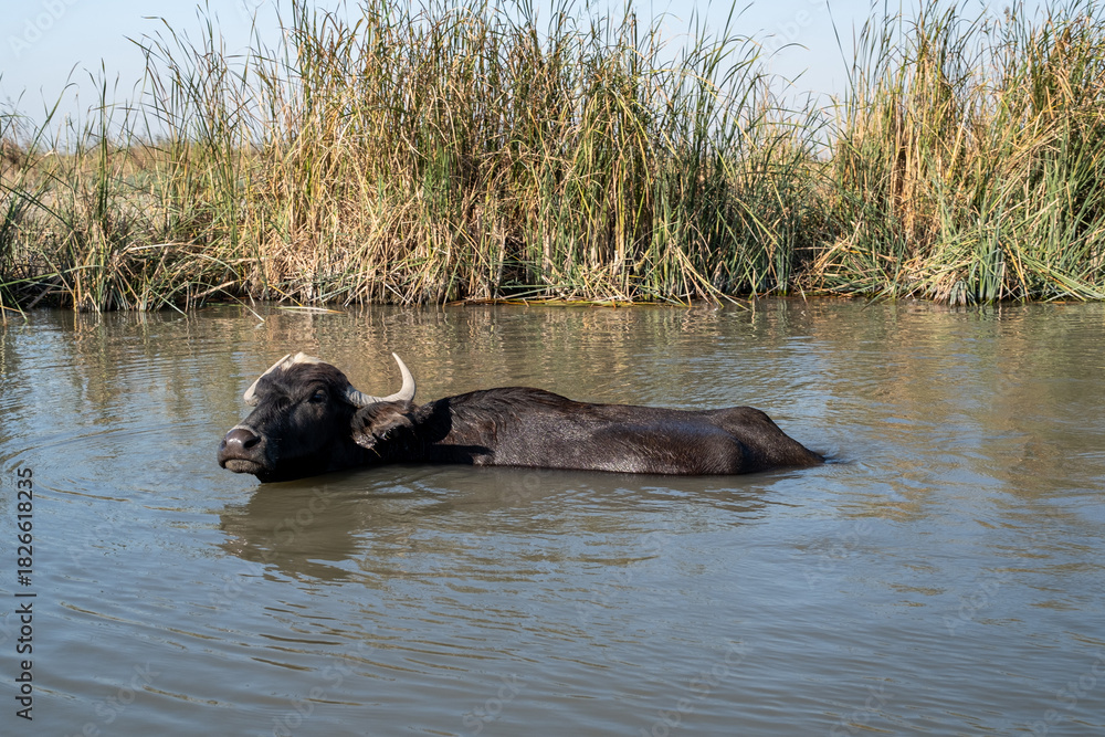 Fototapeta premium Marsh Water Buffalo Submerged in a Water Channel for Thermoregul