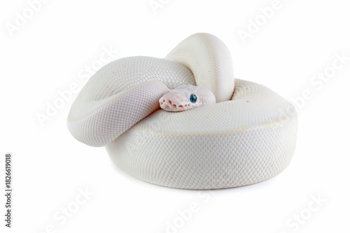 Leucistoc ball python isolated on white background, White ball python on white  background, Blue-eyed leucistic python close-up on isolated background