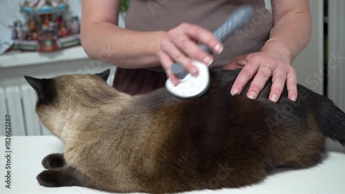 A person carefully brushes a cat at home, focusing on removing loose fur and maintaining the pet's cleanliness. The atmosphere is calm and loving, promoting bonding.