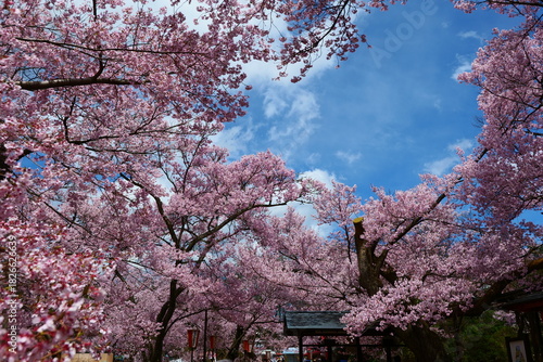 高遠城址公園の桜。伊那、長野、日本。4月中旬。