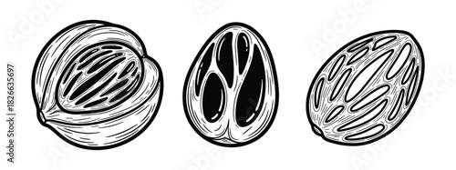 Collection of hand-drawn nutmeg illustrations showing whole, half, and shelled spice forms