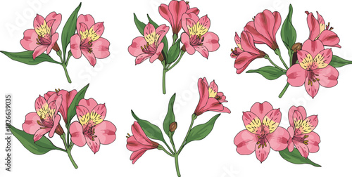Pink alstroemeria flowers vector set, hand drawn illustration