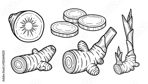 Ginger root sliced cut whole outline set botanical hand drawn sketch vector illustration