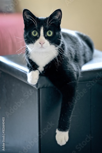 Funny tuxedo cat posing on a stool. Vertical image with soft focus.