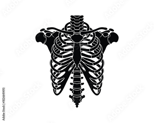Human rib cage with spine, skeleton anatomy, medical structure, biology illustration