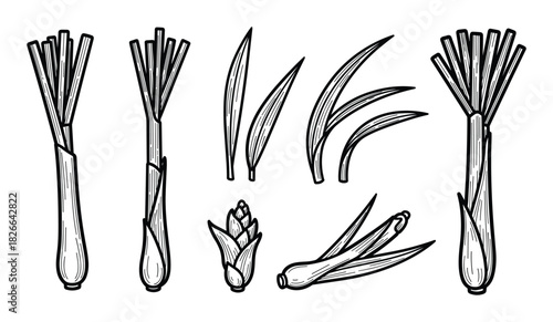 Lemongrass spice plant hand drawn vector set fresh asian herb cooking ingredient outlines for healthy food design