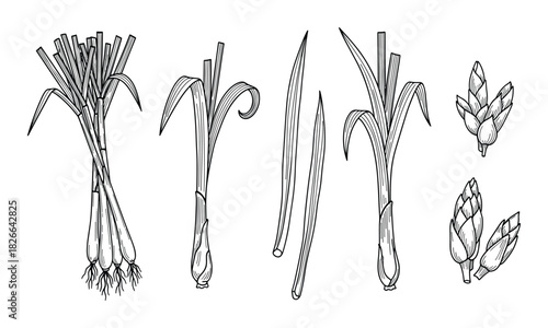 Lemongrass plant hand drawn collection botanical sketch illustration fresh herb for cooking design