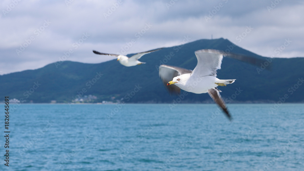 Obraz premium seagull,