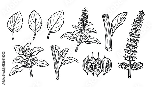 Set of basil plant fresh leaves stems and seeds hand drawn sketch illustration