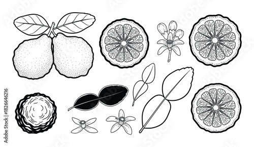 Set of bergamot citrus fruits whole half flower and leaves linear sketch style