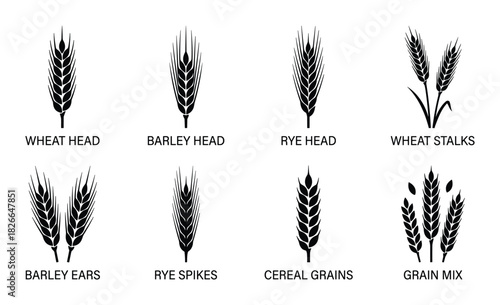 Set of cereal grain icons including wheat head barley head rye head wheat stalks barley ears rye spikes cereal grains and grain mix