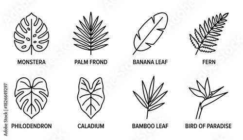 Set of eight hand drawn tropical leaf monstera palm frond banana leaf fern philodendron caladium bamboo leaf bird of paradise isolated