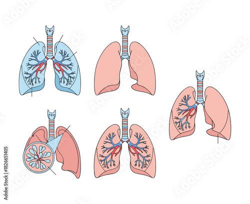 Human lungs anatomy diagram illustrating respiratory system structure