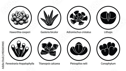 Succulent plants species black and white icon set with lithops, haworthia, gasteria, adromischus, fenestraria, titanopsis, pleiospilos, conophytum