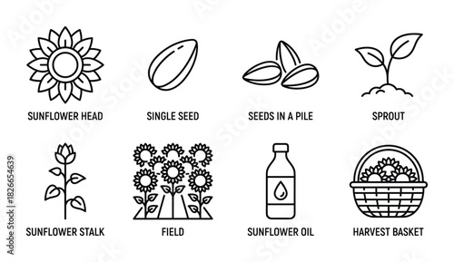 Sunflower production icon set showing head, seed, sprout, stalk, field, oil, and harvest basket symbols