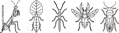 Line art of diverse insect outlines mantis, leaf, stick, and various beetles, isolated on transparent background