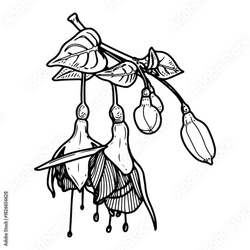 Fuchsia flowers on branch. Hand drawn sketch vector. Leaves and lush buds of flowering bush. Natural plant. Botany. Tropical flora. Blooming season. Botanical illustration. Engraved line art.