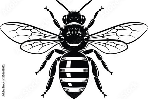 Detailed bee illustration with wings and stripes, insect graphic design, nature wildlife artwork, pollinator symbol drawing for educational concepts