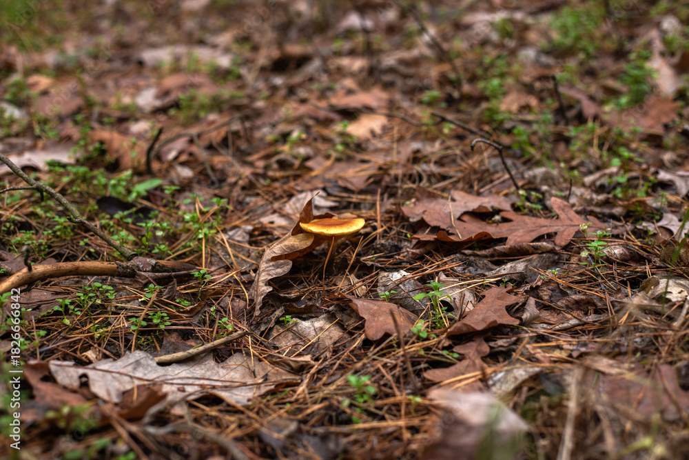 Fototapeta premium Enchanting Autumn Forest with Golden Foliage