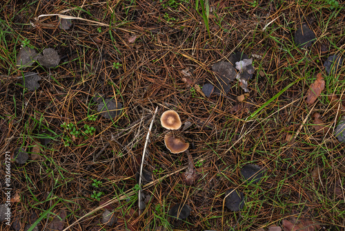 Enchanting Autumn Forest with Golden Foliage