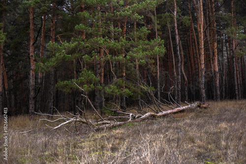 Enchanting Autumn Forest with Golden Foliage