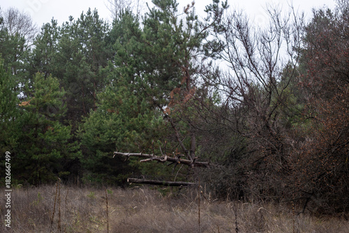 Enchanting Autumn Forest with Golden Foliage