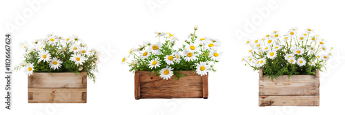 Daisies in wooden planters transparent background nature scene flower arrangement