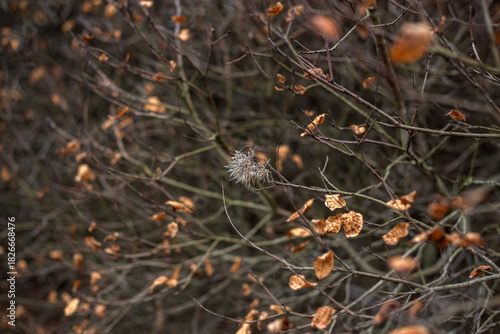 Enchanting Autumn Forest with Golden Foliage