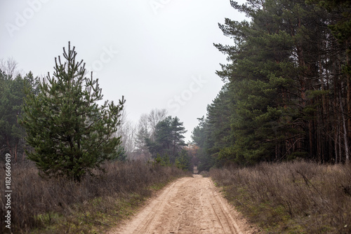 Enchanting Autumn Forest with Golden Foliage