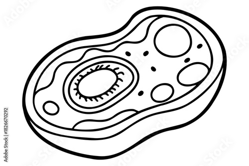 Plant Cell Structure Cross Section Vector Line Art