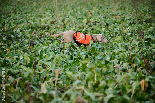 Wallpaper Mural weimaraner on point at hunt Torontodigital.ca