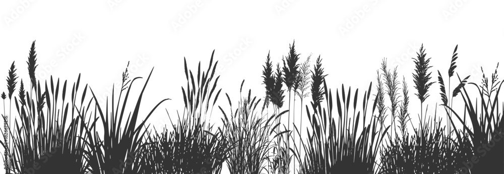 Fototapeta premium Wild river bank grass and silhouette of cattails and reeds with swamp coastal vegetation.