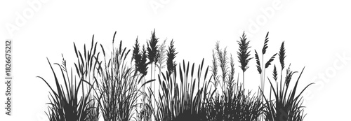Silhouette of cattails and reeds with wild grass on the river bank and swamp coastal plants.