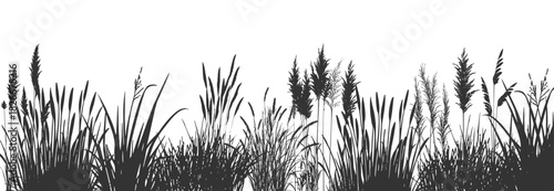 Wild river bank grass and silhouette of cattails and reeds with swamp coastal vegetation.