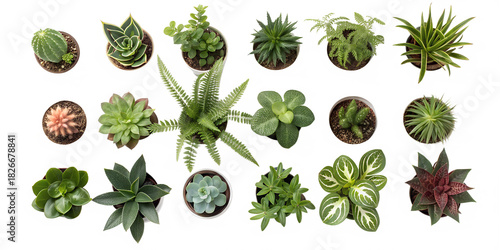 Collection of various small potted plants and succulents isolated on transparent background
