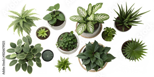 Collection of various green houseplants in pots arranged on a black background isolated on transparent background