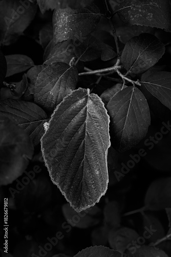 Black and white close-up of single leaf with bright edge, standing out against dark blurred foliage, fine art nature image.