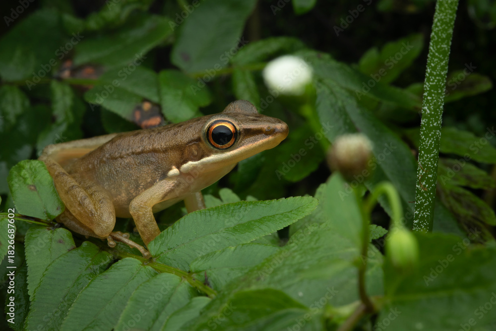 Fototapeta premium Chalcorana chalconota (White-lipped Tree Frog) on green leaf, Golden tree trog on leaf in moody tropical forest, White-lipped Tree Frog (Chalcorana chalconota) on a dark green leaf