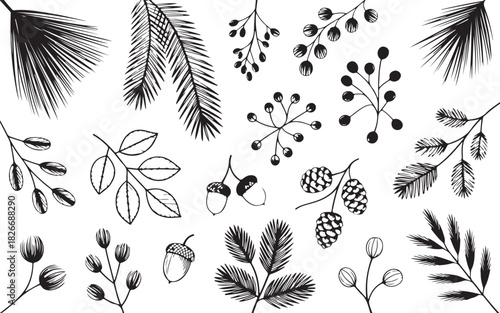 Christmas pine cone, fir tree, branch needle, leaf. Winter sprig, holly berry, Xmas spruce, mistletoe, evergreen cedar, black twig hand drawn isolated on white background. Nature vector illustration