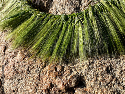 A hand-woven wreath of grass stalks
