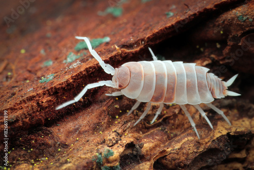 Porcellionides pruinosus ‘Red Koi’ closeup on bark, Red koi isopod closeup, Isopod Porcellionides pruinosus ‘Red Koi’