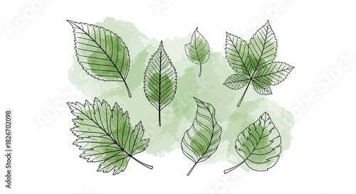 Watercolor leaves with detailed black outlines, a serene botanical illustration creating a calming