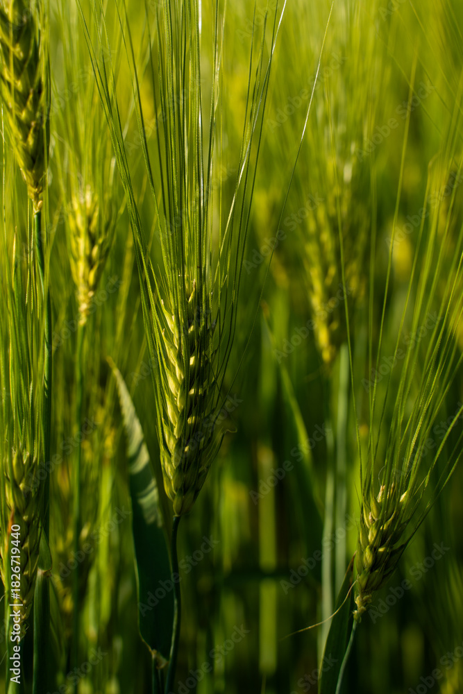 Naklejka premium Closeup of young green barley ears in spring sunlight