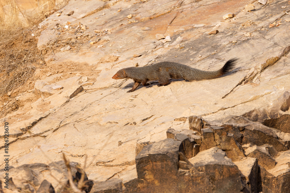Obraz premium Indische Rotmanguste läuft über einen Felsen