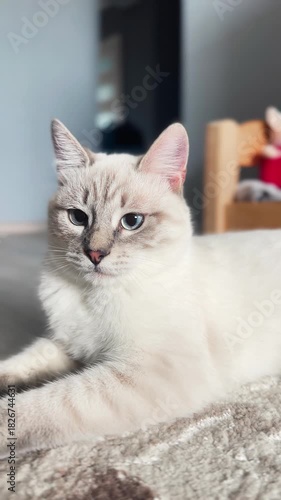 Beautiful cat close-up. Cat rest in sunny room. Cat looking at camera.