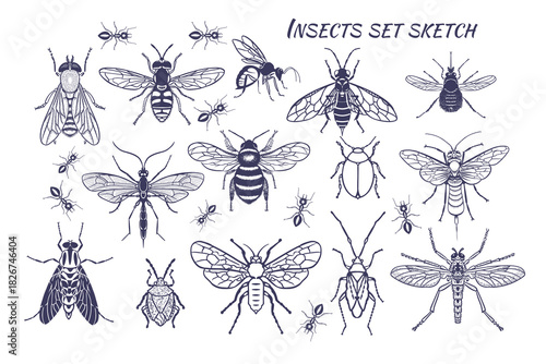 Black and white sketch set with insects. Beetles, flies. Sketch on a white background. Isolated. Vector.