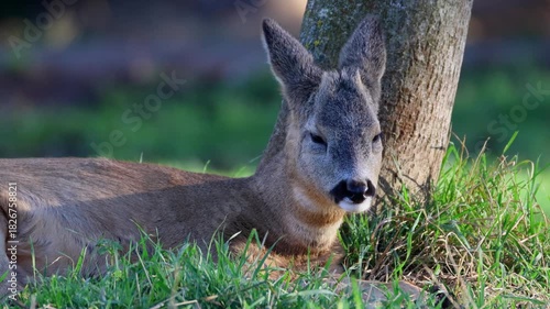 Close-up of a young, cute, male roe deer resting under the tree on a sunny autumn day.