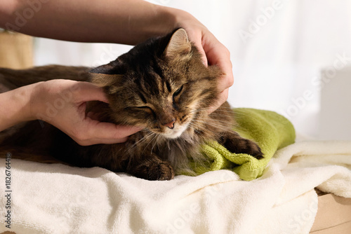 Tabby cat enjoying a calm massage on a white blanket, surrounded by gentle hands and a cozy home setup. The peaceful expression shows a moment of comfort.