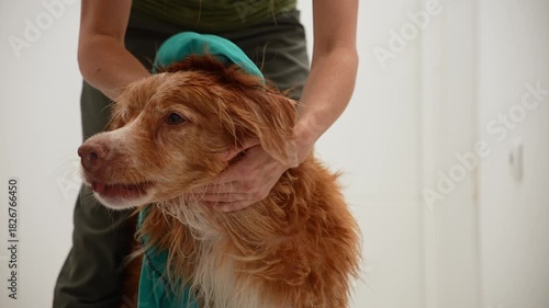 The wet dog gazes upward while being gently held and towel dried.